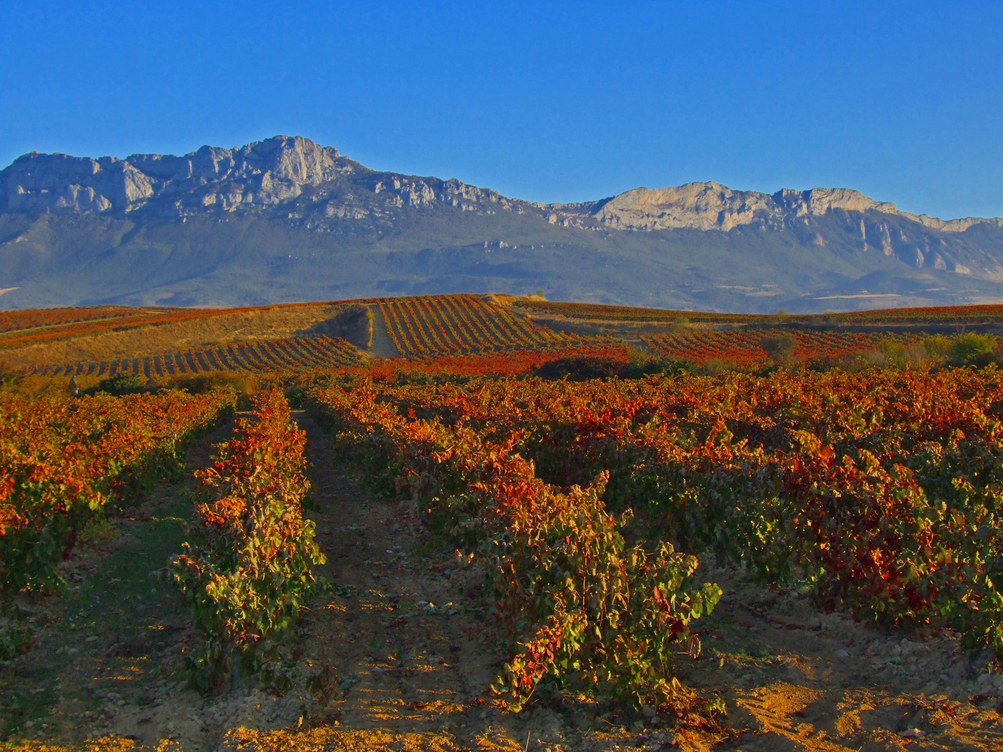Rioja alavesa